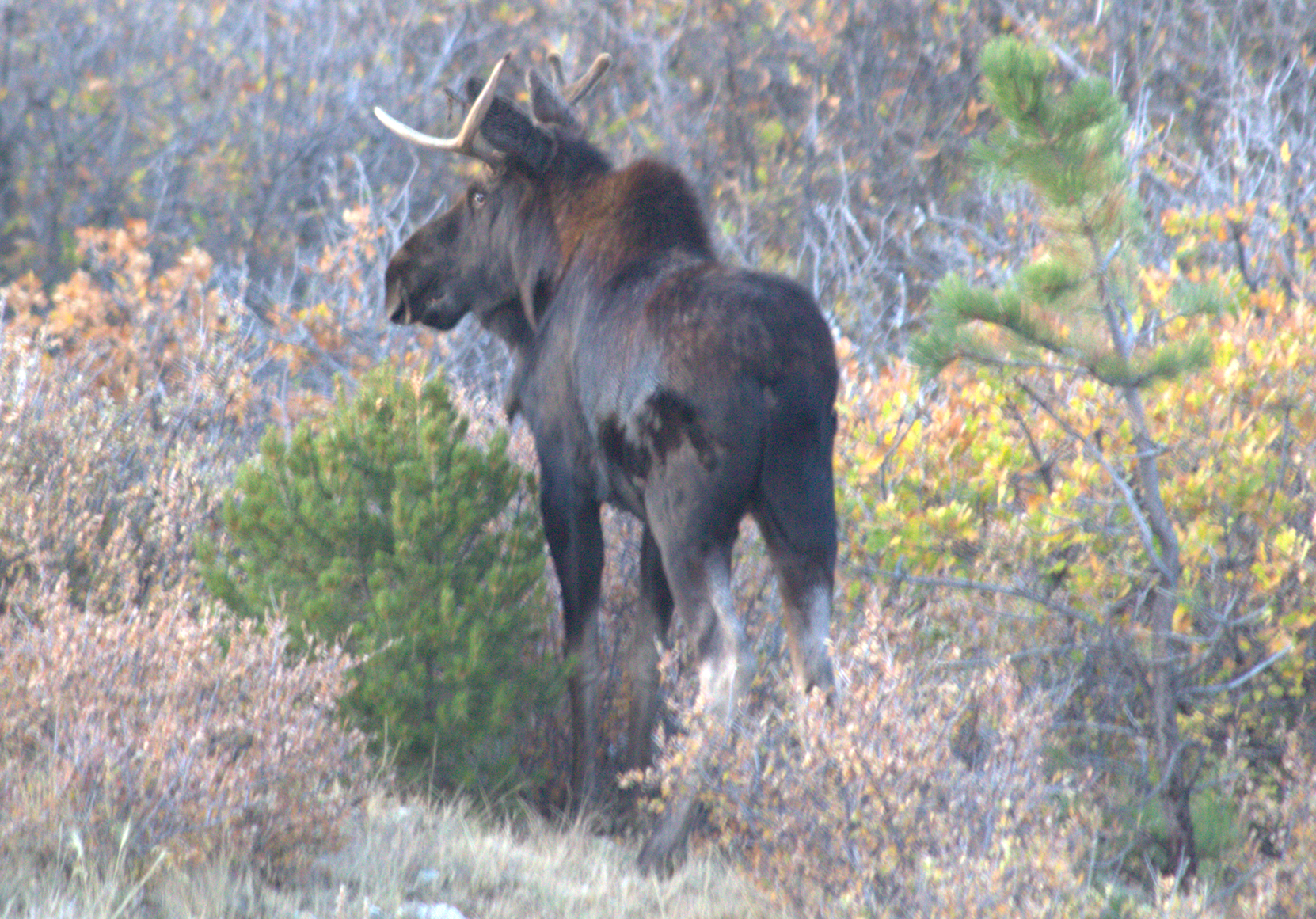 Moose_3.png